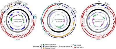 First Report of Coexistence of Three Different MDR Plasmids, and That of Occurrence of IMP-Encoding Plasmid in Leclercia adecarboxylata